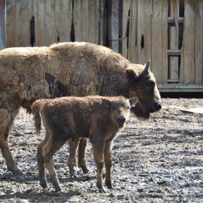 De Europese bizon mama en een van de drie kalfjes in Bellewaerde Park.